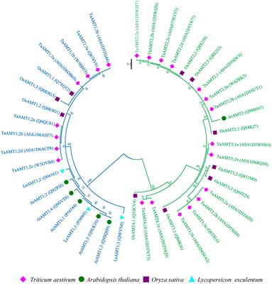 Wheat Ammonium Transporter (AMT) Gene Family: Diversity and Possible Role in Host–Pathogen Interaction with Stem Rust